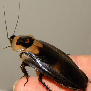 cockroach