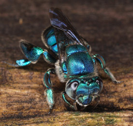 A large, shiny, indigo-colored bee.