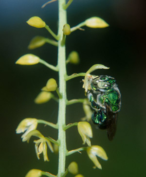 A large indigo bee hanging onto an orchid flower.