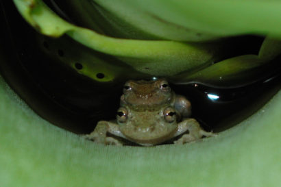 pair of Scinax alcatraz