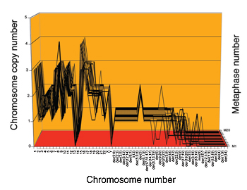 An orange graph of chromosome number against chromosome copy number.