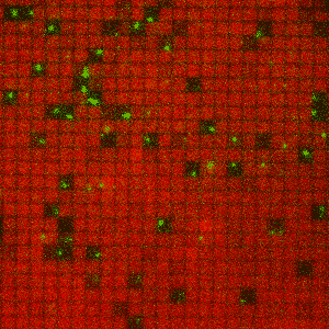 This gif of membrane-anchored Ras (red) and SOS molecules (green) shows individual SOS molecules corraled in nanofabricated patches where all the Ras molecules they activate can be trapped.