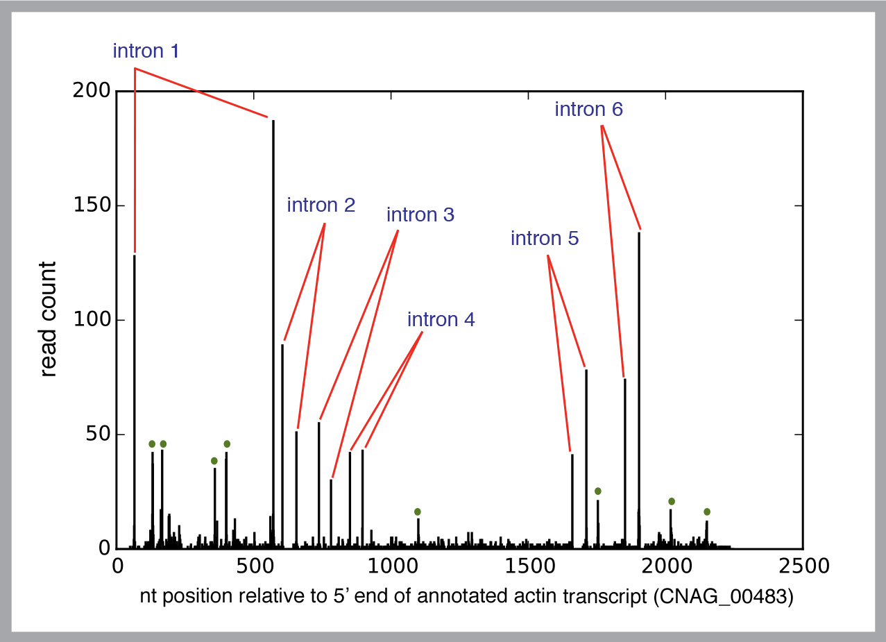 graph - where spliceosomes cleave RNA