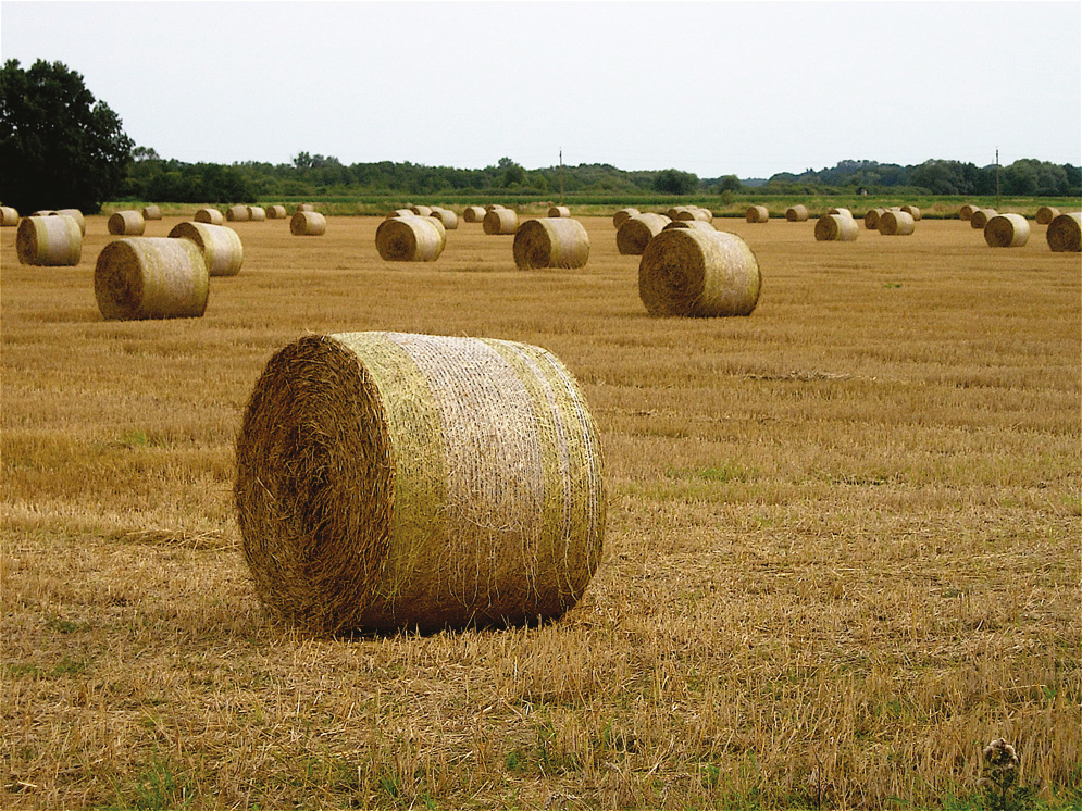 Bales of hay in a field.