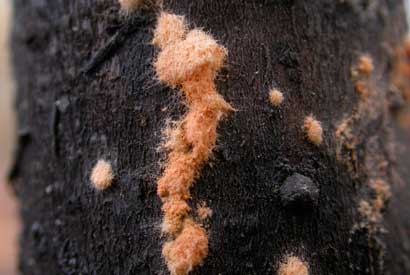 pink fungus on a blackened plant.