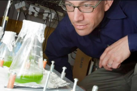 Niyogi examines two Erlenmeyer flasks containing green liquid in a lab.