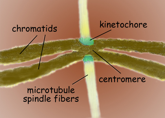 A microscopic image of a chromasome.