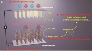 This break-through artificial photosynthesis system has four general components: (1) harvesting solar energy, (2) generating reducing equivalents, (3) reducing CO2 to biosynthetic intermediates, and (4) producing value-added chemicals.