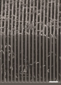 Cross-sectional SEM image of the nanowire/bacteria hybrid array used in a revolutionary new artificial photosynthesis system.
