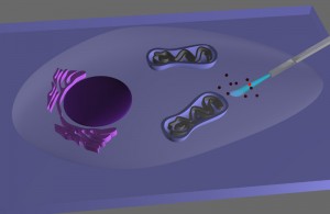 A digital drawing of the inside of cell with the endoscope.