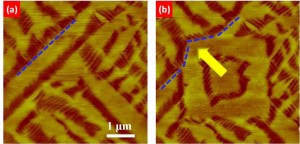 This AFM image shows a recoverable phase transformation in a bismuth ferrite film introduced by an applied electric field. The dashed blue line shows the relocation of the phase boundaries.