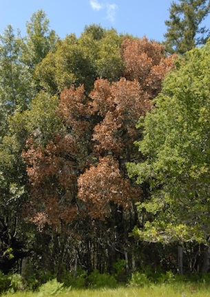 A brown-leafed tree among all green ones.