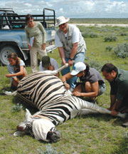 Six researchers check on a tranquilized zebra.