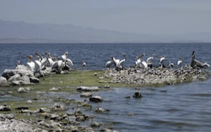 Small bit of land in Salton Sea with birds 