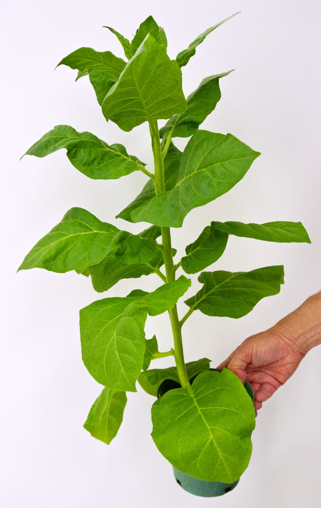 A tabacco plant.