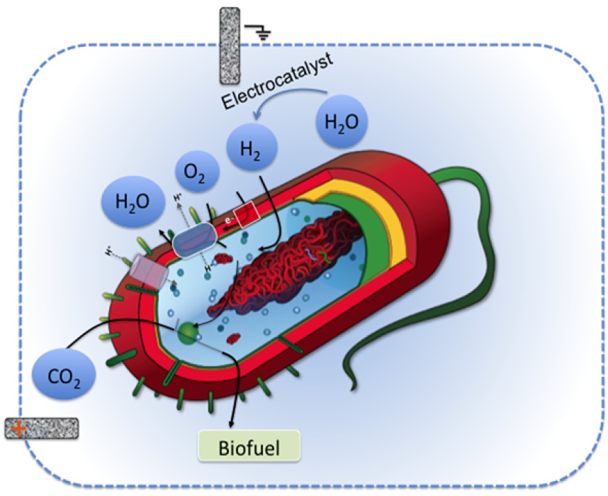 A stylized image of the bacterium and the portions which create biofuel.