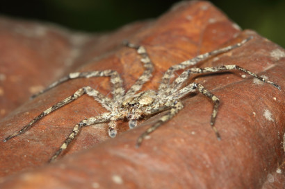 spider genus Selenops