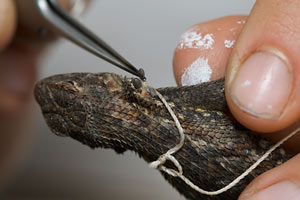 A lizard is held and ticks are removed with tweezers.