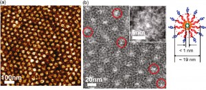 photos of the membrane at 100 nanometers, 20 nanometers, and 5 nanometers.
