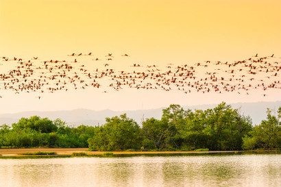 Flamingos flying over the tropics