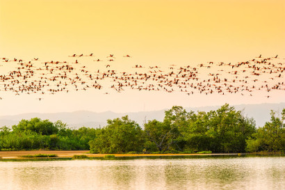 animals migrating due to climate change