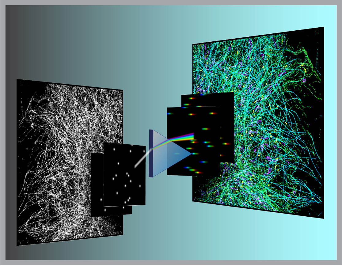 interaction of four different proteins