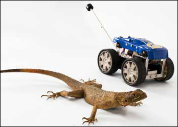 A lizard next to a toy car.