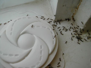 Ants swarm a home.