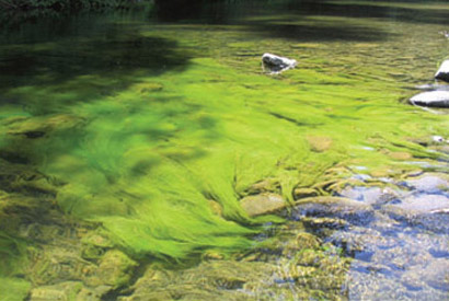 A cluster of green algae covers the floor of a river.