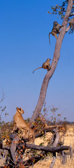 Two monkeys climb a tree to avoid a lion hunting.