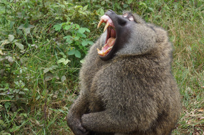 Hamadryas baboon