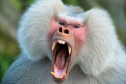 Hamadryas baboon