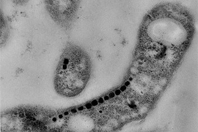 Bacteria with magnetic crystals of magnetite 