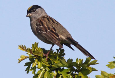 Golden-Crowned Sparrow, an important host of Lyme Disease