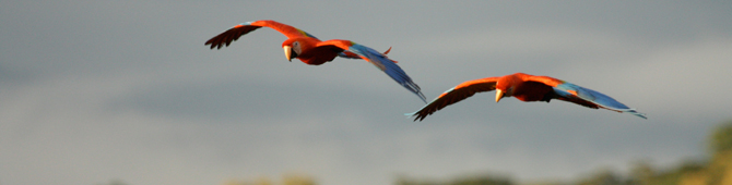 The Scarlet Macaw (Ara macao) is an iconic Costa Rican bird species largely restricted to forests. Photo: Daniel Karp
