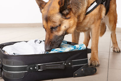 UC Berkeley engineers are developing plasmon laser sensors that could soon compete with bomb-sniffing dogs. iStockphoto