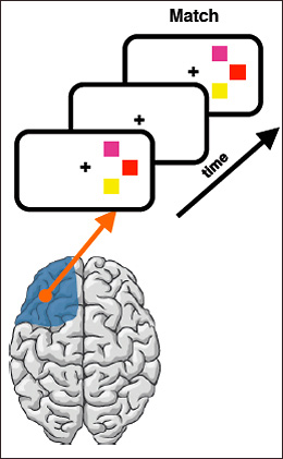 A brain responds to images on cards over time.