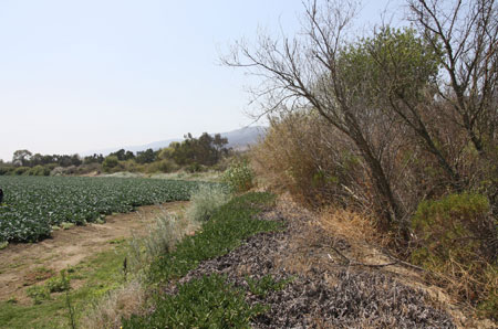 broccoli field in the Salinas Valley