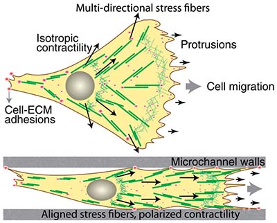 Kumar’s research has shown that cancer cells advance faster in narrow channels between cells.