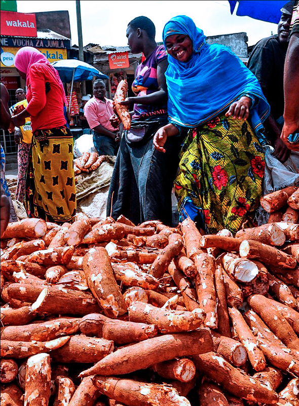 Cassava farmer