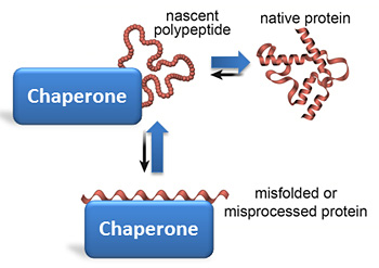 chaperone proteins keep unfolded of