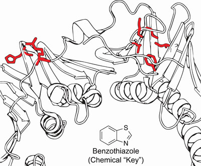 chemical benzothiazole