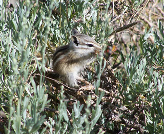 Alpine chipmunk eating.