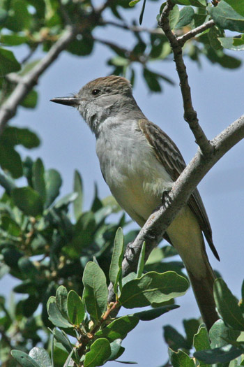 A flycatcher on a tree branch.