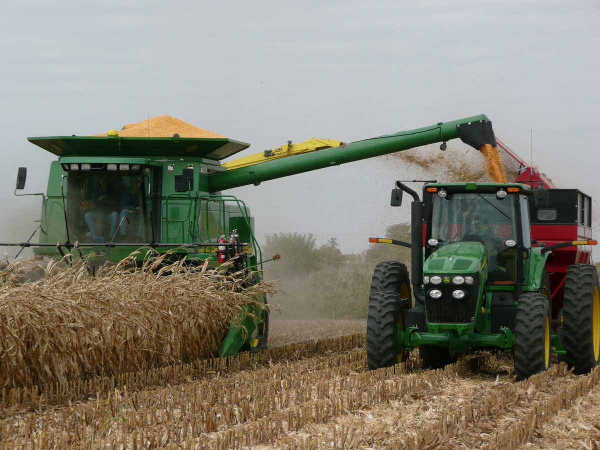 A tractor harvesting corn.