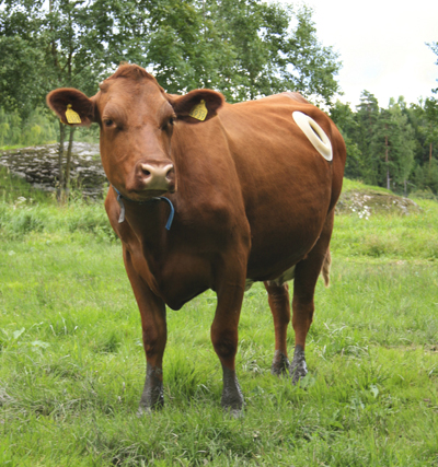 A brown cow stands in a field.