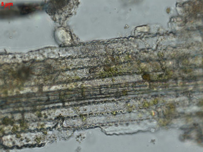 A microscopic image of a switchgrass fragment.