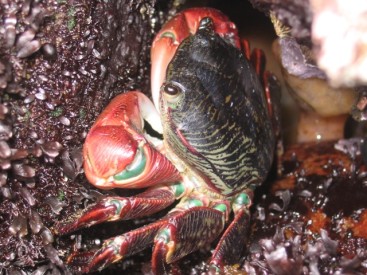 lined shore crab