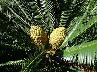 A cycad with two seed cones.