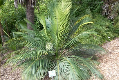 A cycad.